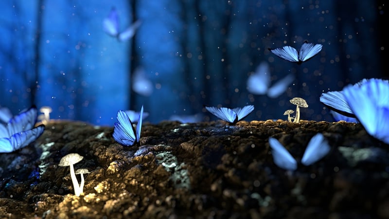 Enchanted Adventures
