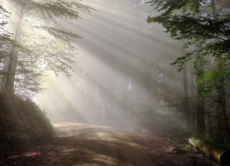 Whispering Woods